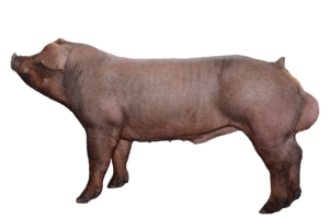 Duroc