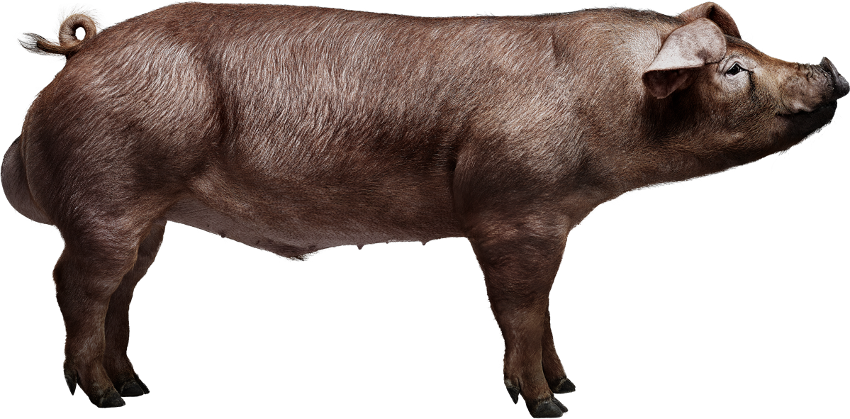 Norsvin Duroc