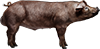 Norsvin Duroc